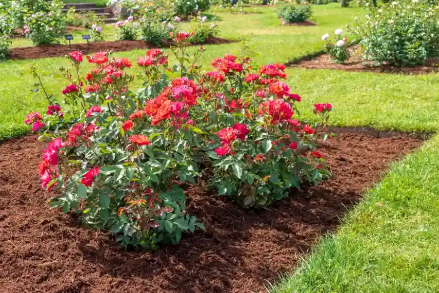 Benefits Of Mulching For Moisture Retention In Lawns in Fairmount Heights, MD Benefits Of Mulching For Moisture Retention In Lawns in Fairmount Heights, MD