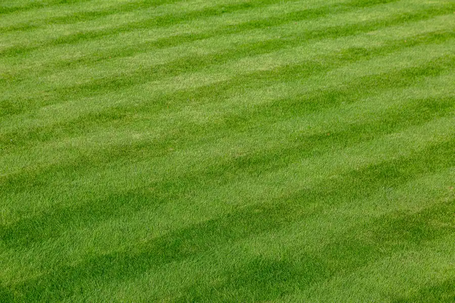 How To Achieve A Perfectly Manicured Lawn With Expert Help Fairmount Heights, MD How To Achieve A Perfectly Manicured Lawn With Expert Help Fairmount Heights, MD