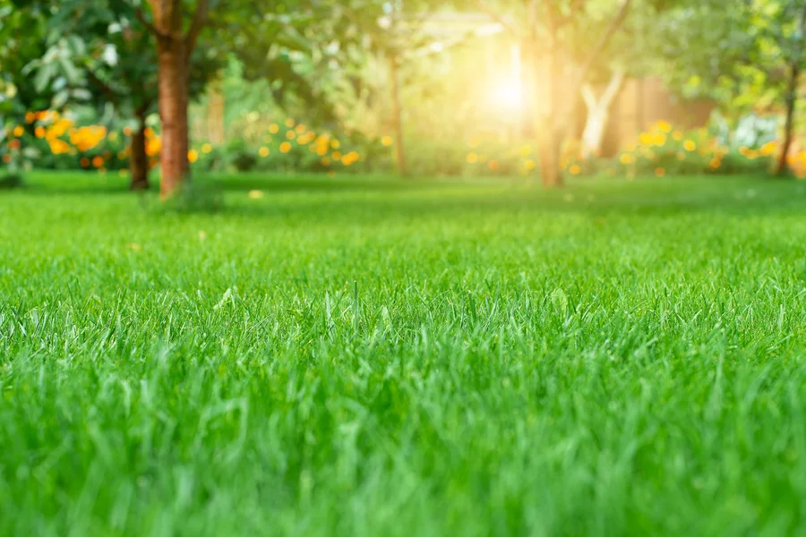 Key Services Offered By Professional Lawn Care Providers Fairmount Heights, MD Key Services Offered By Professional Lawn Care Providers Fairmount Heights, MD